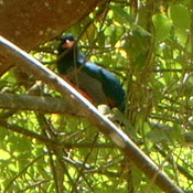 Slaty-tailed Trogon